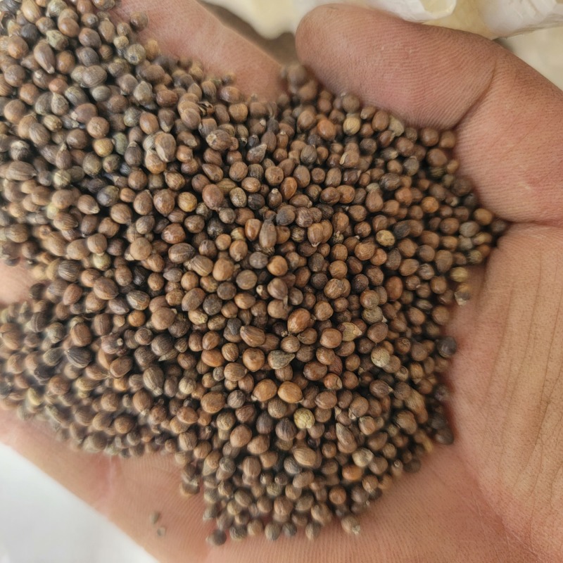黄荆子【黄荆籽】【产地直销·量大从优】