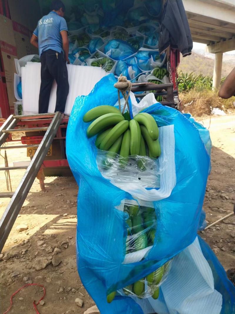 【精品香蕉】广西现摘现发香蕉，一天走货十几万斤，代发全国
