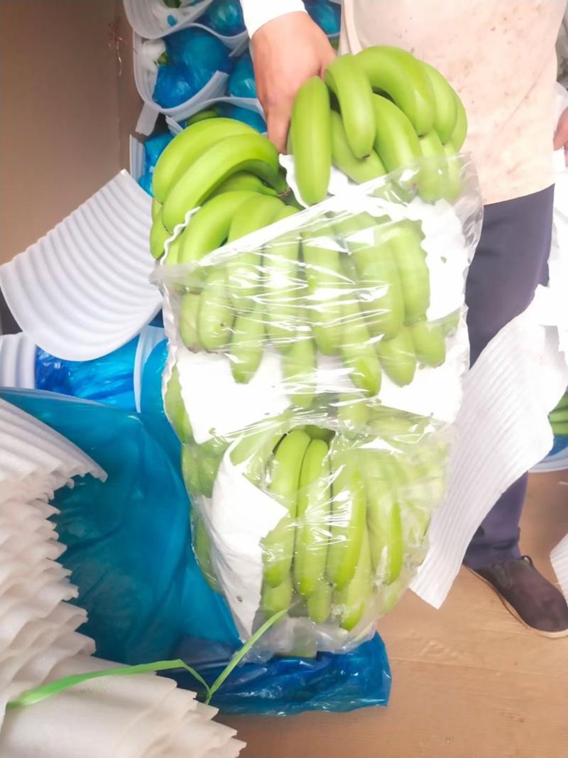 【精品香蕉】广西现摘现发香蕉，一天走货十几万斤，代发全国