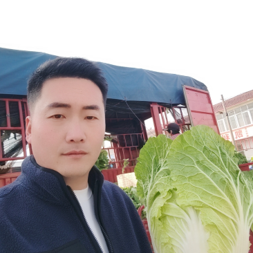 山东产地直发精品黄心白菜货源充足价格优惠可发全国