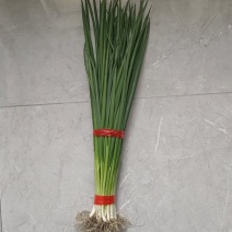 小香葱