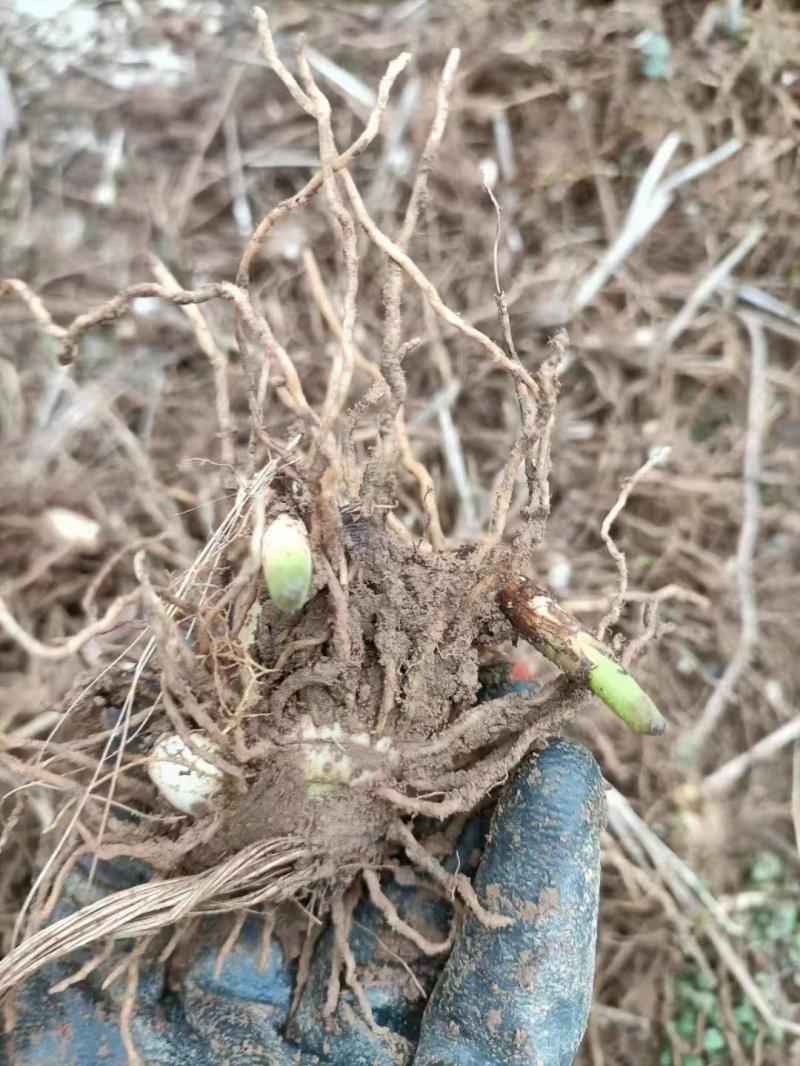 纯正紫花三叉大白芨，三年驯化面，欢迎咨询！