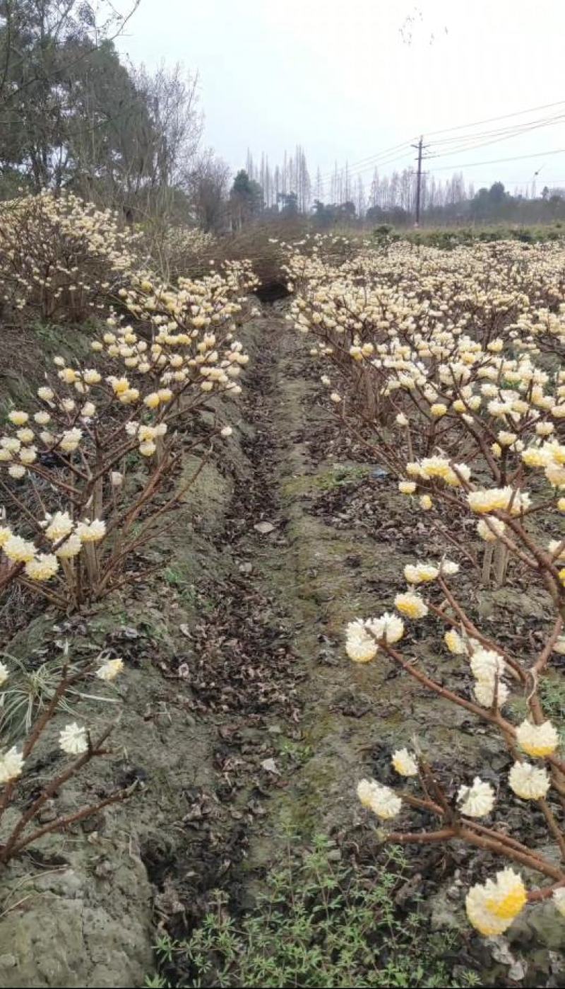出售结香，优质黑土，根系发达易成活，庭院道路景区苗