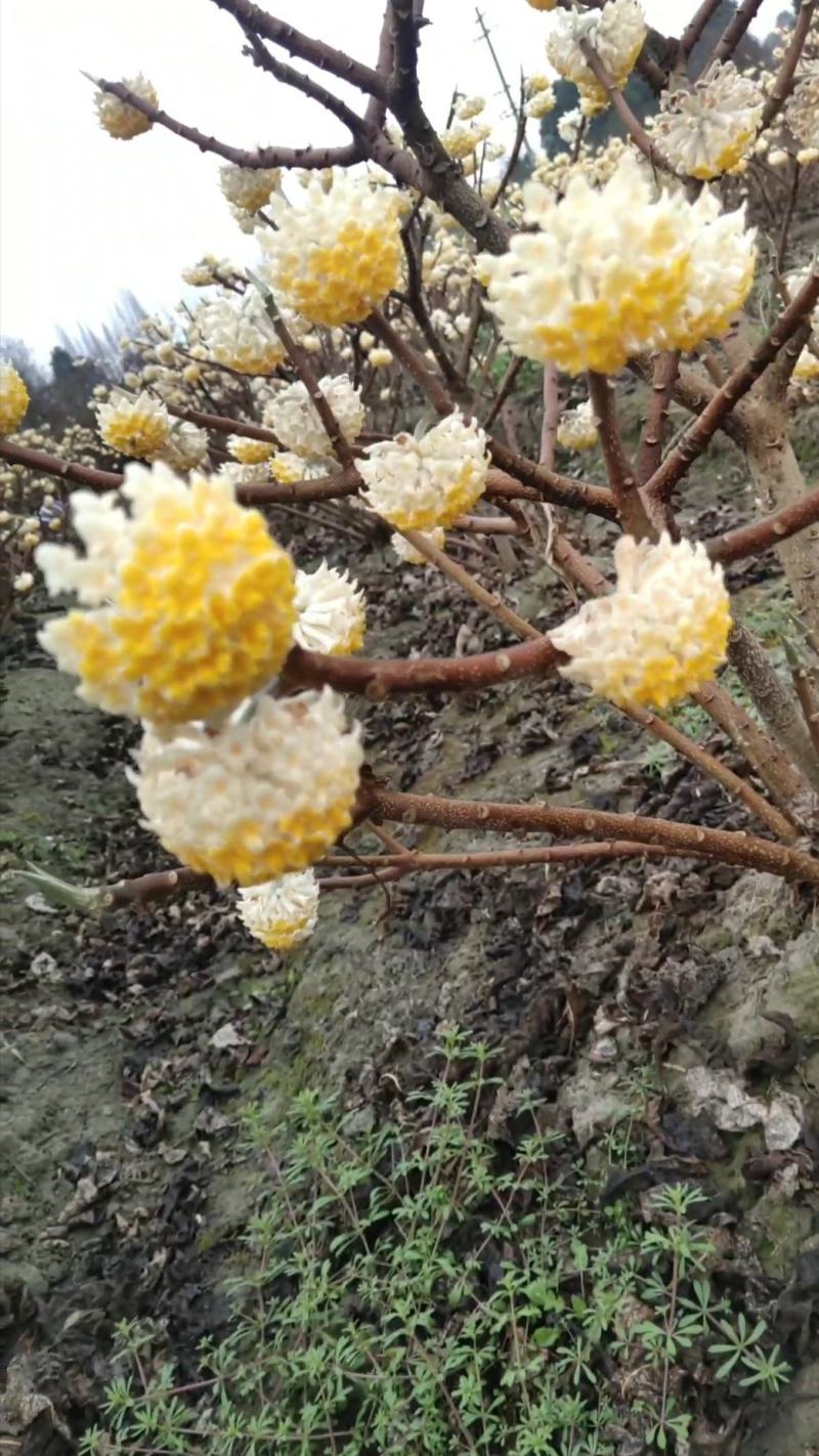 出售结香，优质黑土，根系发达易成活，庭院道路景区苗