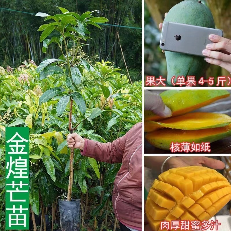 广东正宗嫁接苗芒果苗大量有货品质保障价格优惠