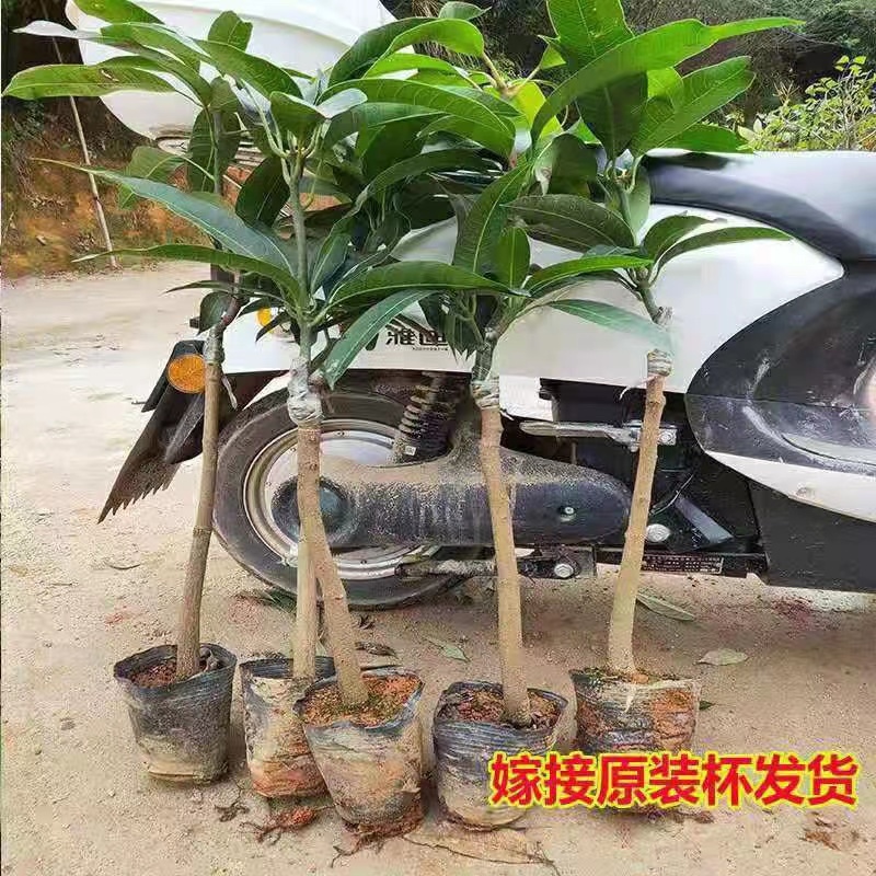 广东正宗嫁接苗芒果苗大量有货品质保障价格优惠