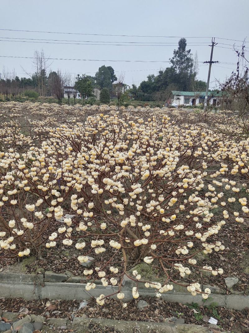出售结香，优质黑土，根系发达易成活，庭院道路景区苗