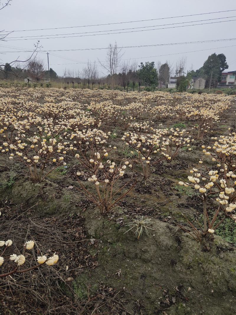出售结香，优质黑土，根系发达易成活，庭院道路景区苗