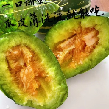 供应精品博洋九，六一，九一，巴盟香瓜，保质保量，诚信代收