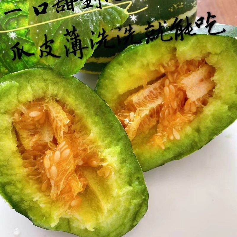 供应精品博洋九，六一，九一，巴盟香瓜，保质保量，诚信代收