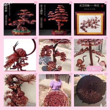 灵芝盆景欢迎电话咨询
