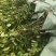 油茶苗规格齐全，基地供货没有中间商，成活率高，欢迎致电