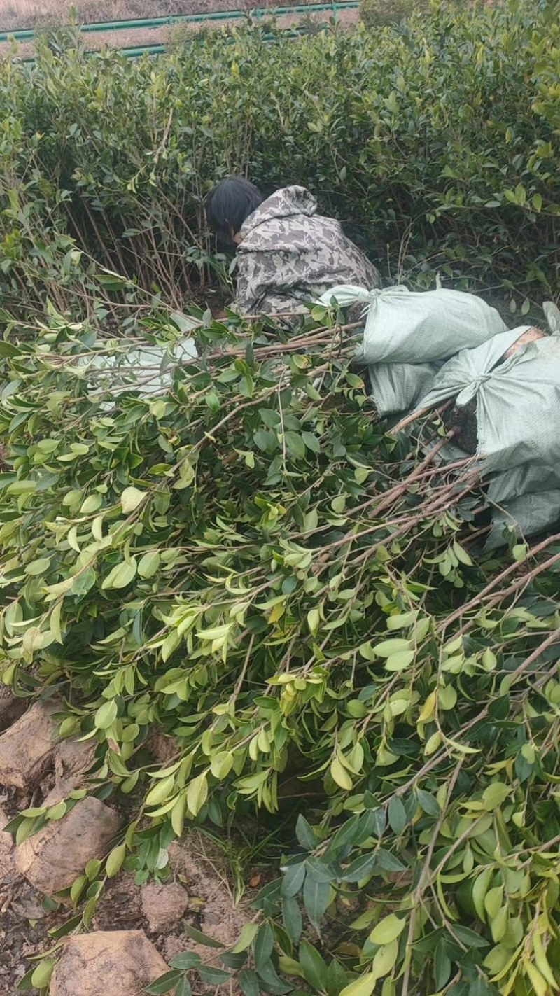 油茶苗规格齐全，基地供货没有中间商，成活率高，欢迎致电