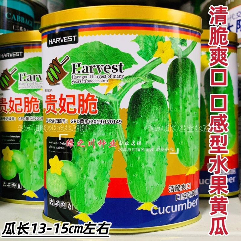 贵妃脆黄瓜种子水果黄瓜口感型清脆爽口短棒水果黄瓜种子春秋