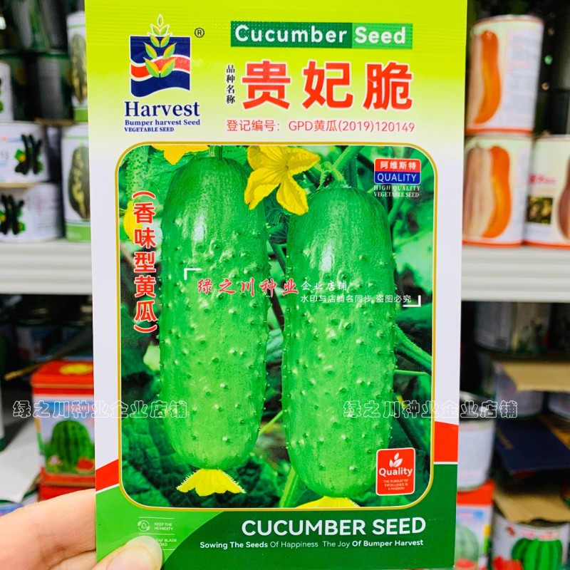 贵妃脆黄瓜种子水果黄瓜口感型清脆爽口短棒水果黄瓜种子春秋
