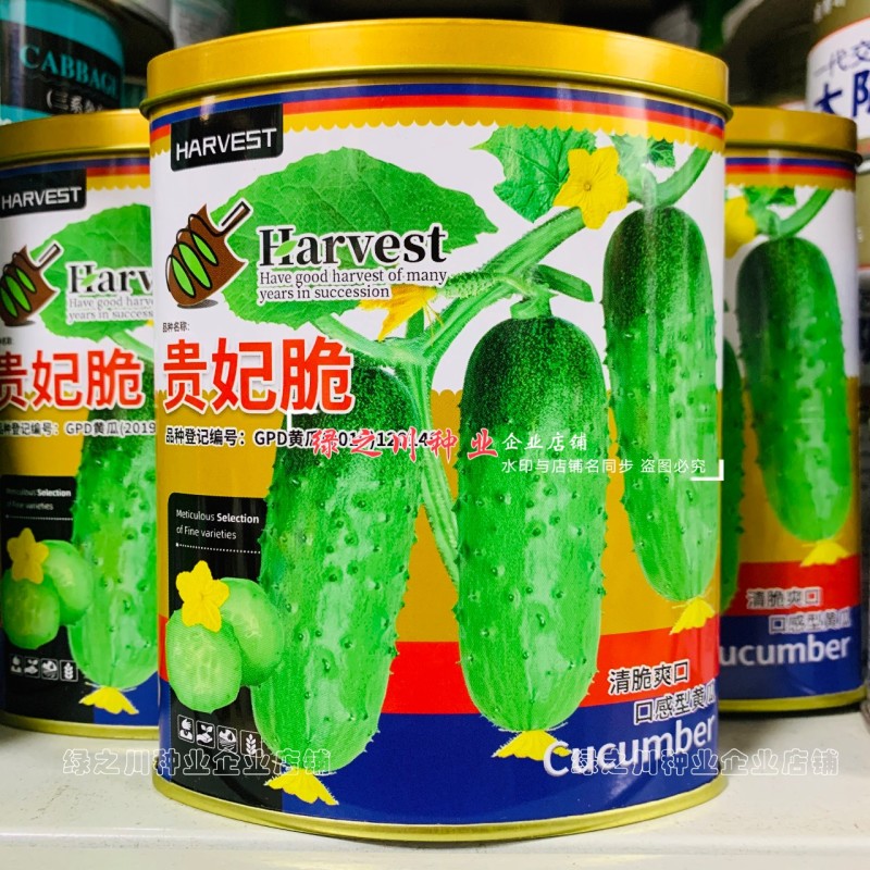 贵妃脆黄瓜种子水果黄瓜口感型清脆爽口短棒水果黄瓜种子春秋