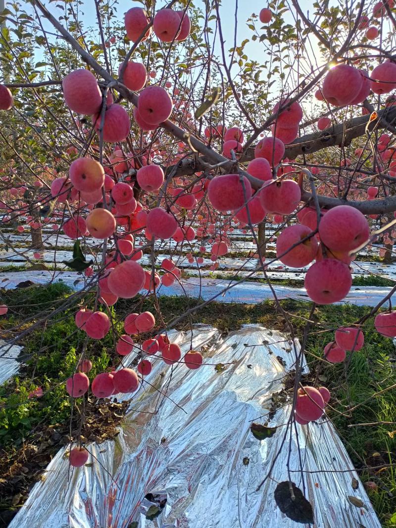 【精品红富士】红富士苹果，陕西咸阳，甜脆可口，货量充足