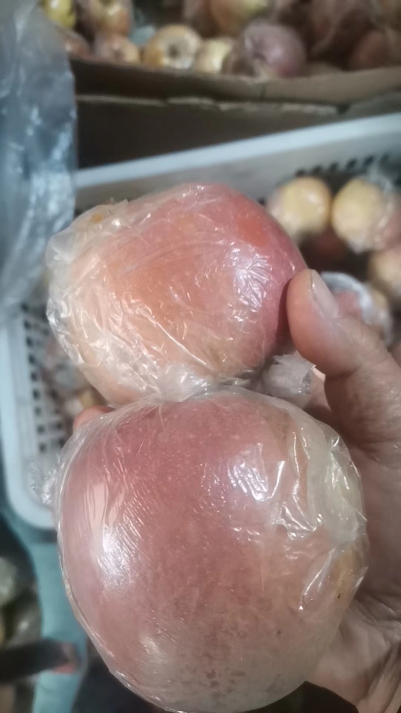 【精品】膜袋红富士苹果，质量保证，产地直发货量充足欢迎选购