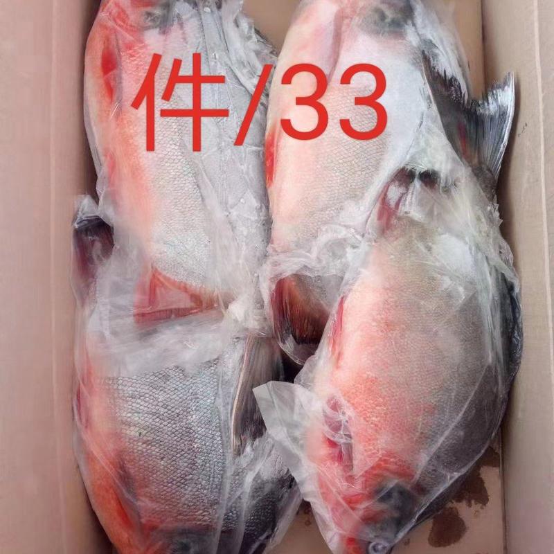 红鲳鱼大量批发一手货源全国各地直发