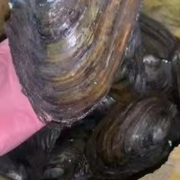 河蚌一手货源大量批发全国各地均可直达