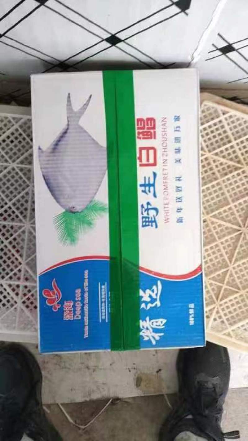 鲳鱼一手货源大量批发