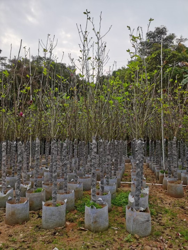 紫玉兰（荷花玉兰）基地直销规格齐全欢迎老板来电咨询