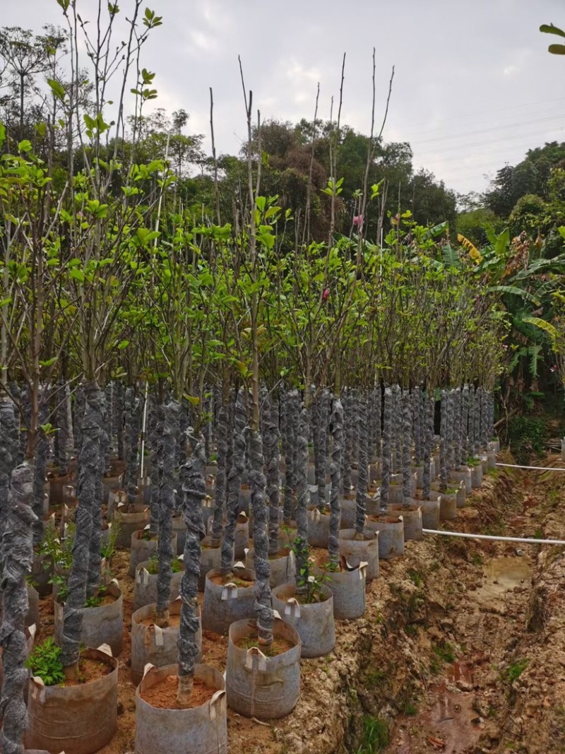 紫玉兰（荷花玉兰）基地直销规格齐全欢迎老板来电咨询