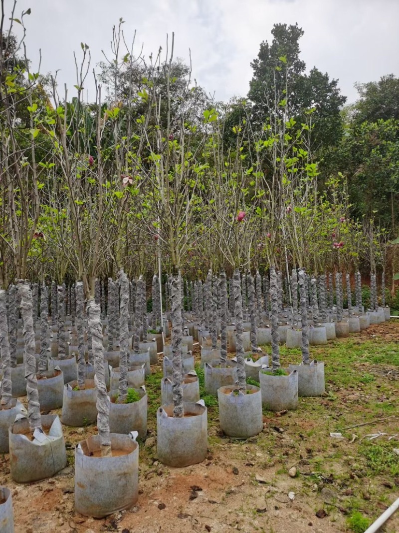 紫玉兰（荷花玉兰）基地直销规格齐全欢迎老板来电咨询