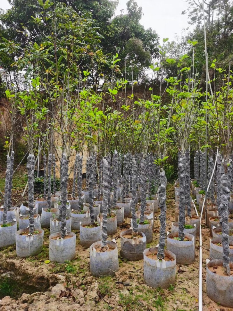 紫玉兰（荷花玉兰）基地直销规格齐全欢迎老板来电咨询