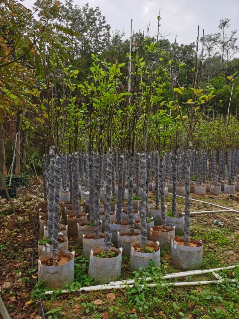 紫玉兰（荷花玉兰）基地直销规格齐全欢迎老板来电咨询