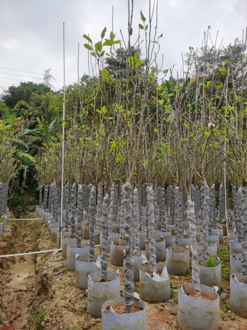 紫玉兰（荷花玉兰）基地直销规格齐全欢迎老板来电咨询