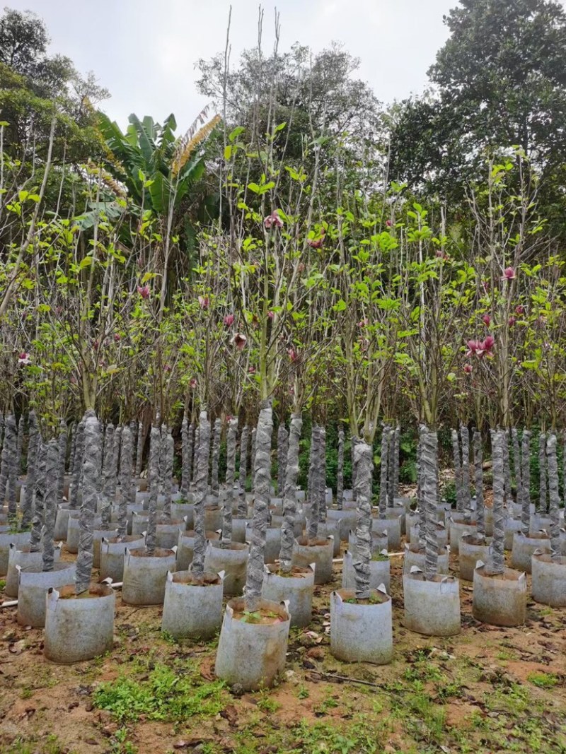 紫玉兰（荷花玉兰）基地直销规格齐全欢迎老板来电咨询