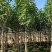 白玉兰基地直销规格齐全欢迎老板来电洽谈合作