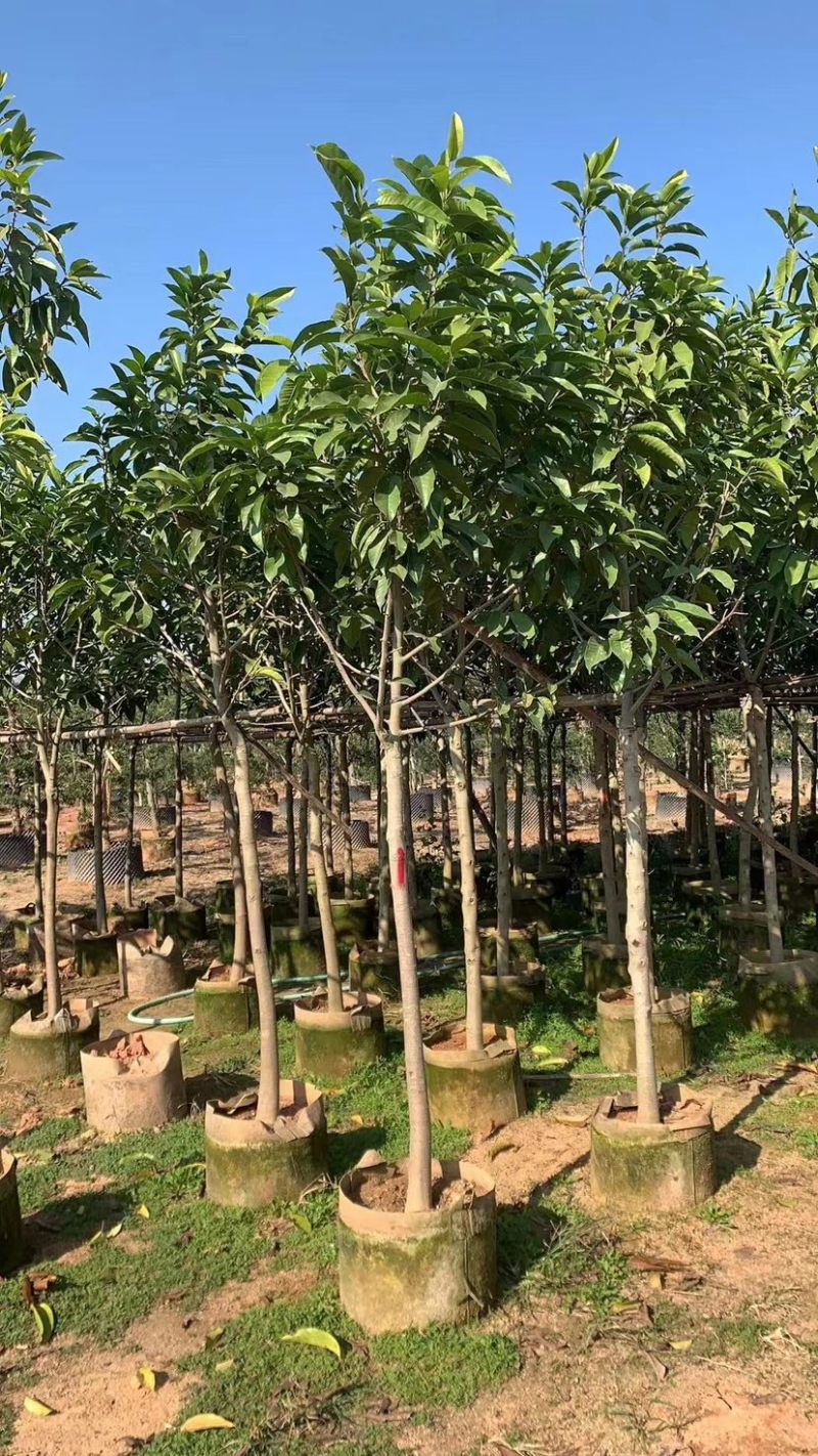 白玉兰基地直销规格齐全欢迎老板来电洽谈合作