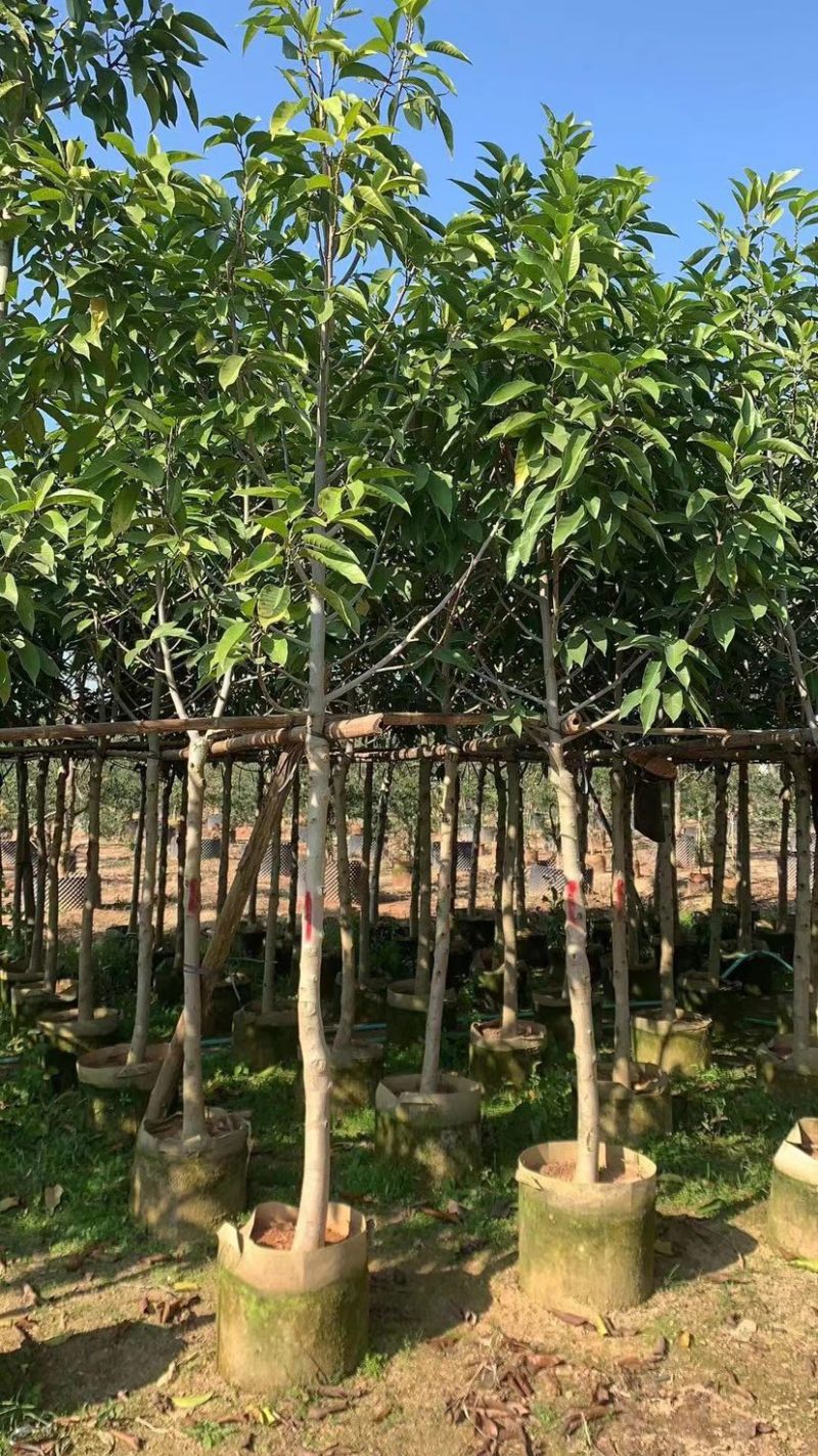 白玉兰基地直销规格齐全欢迎老板来电洽谈合作