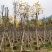 多花/少花黄花风铃木5～15公分基地直销欢迎老板来电