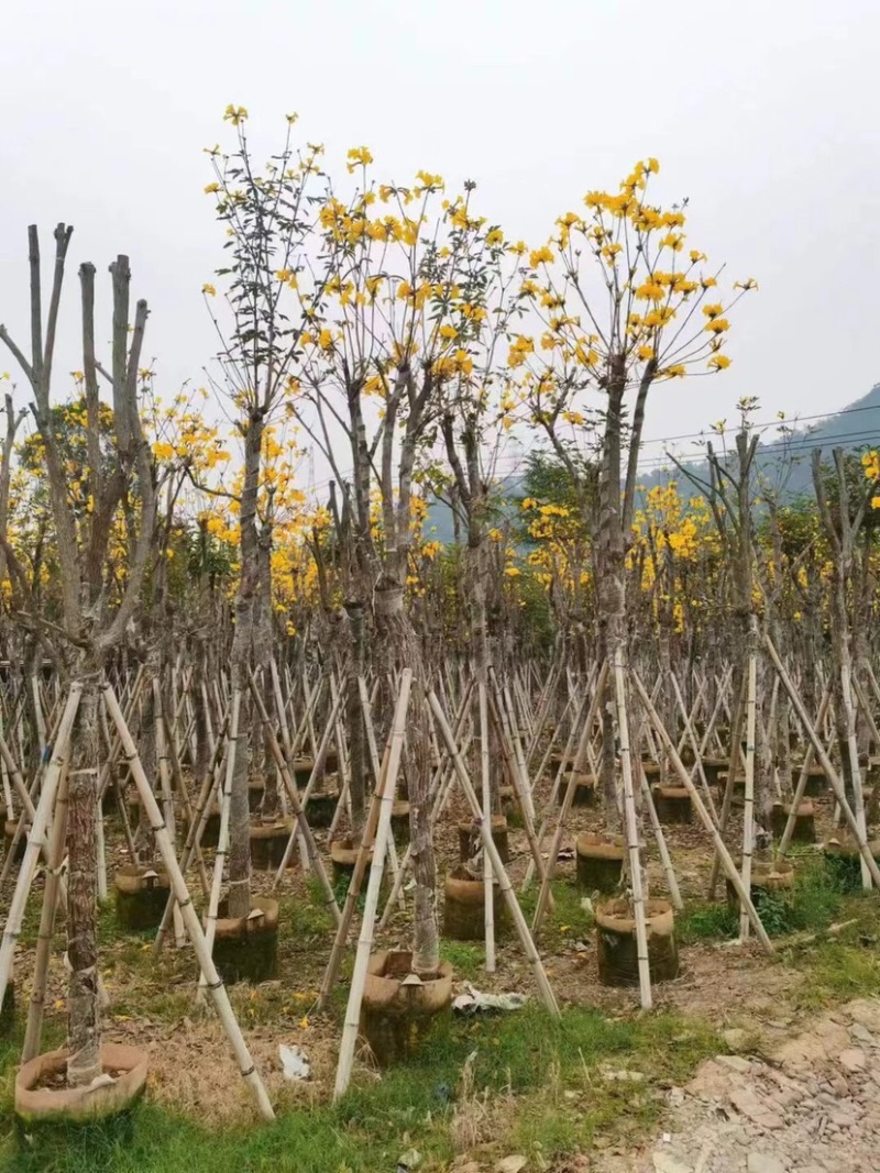 多花/少花黄花风铃木5～15公分基地直销欢迎老板来电