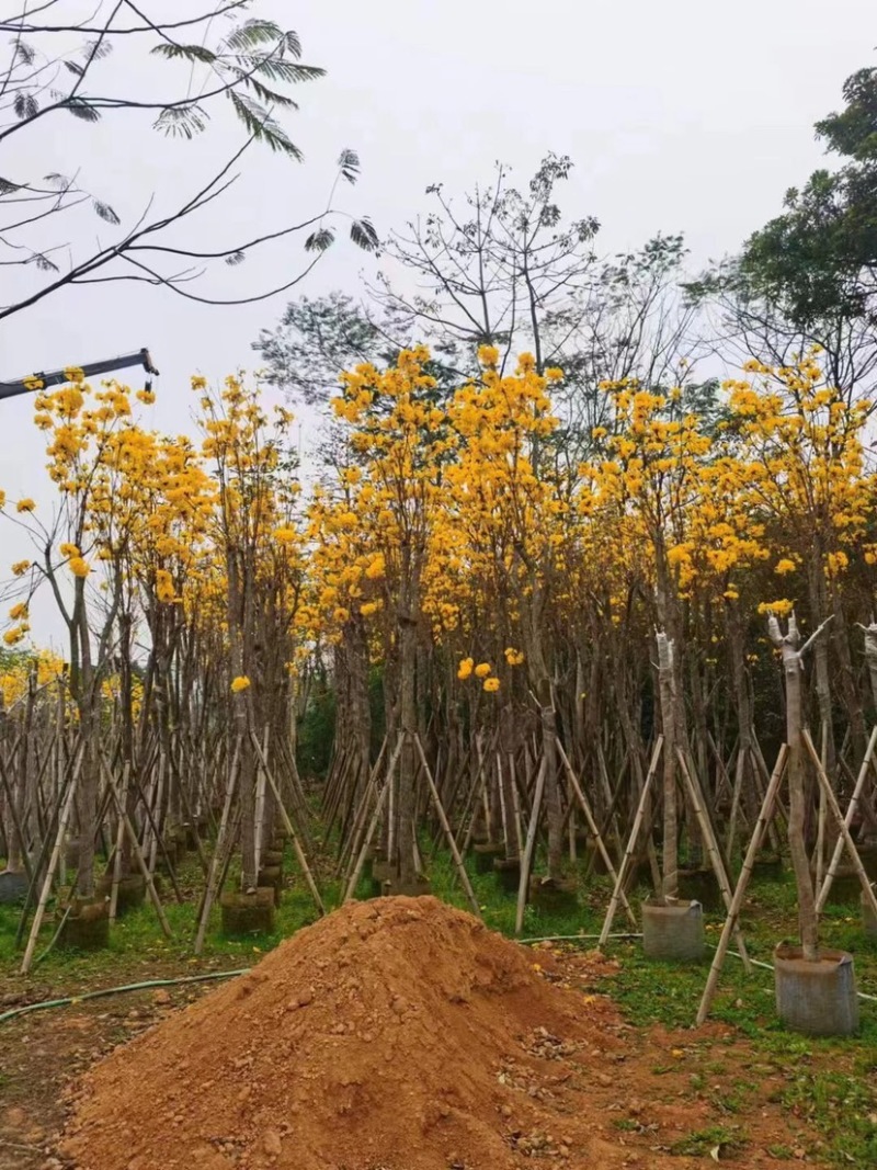 多花/少花黄花风铃木5～15公分基地直销欢迎老板来电