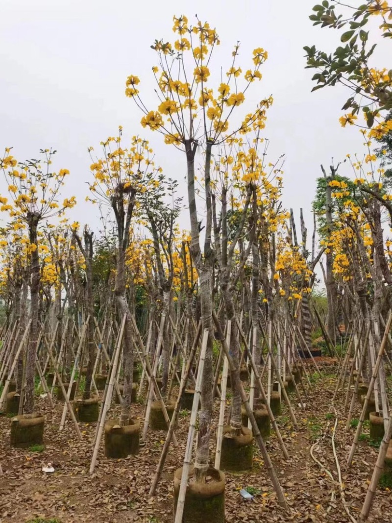 多花/少花黄花风铃木5～15公分基地直销欢迎老板来电