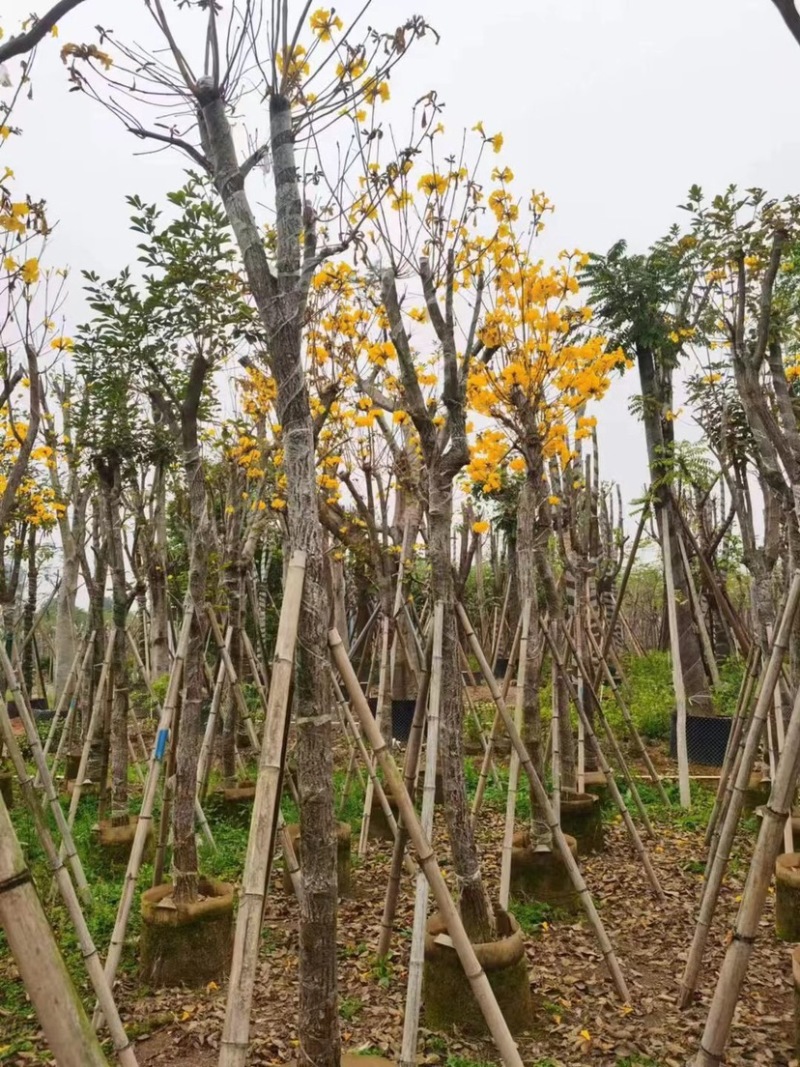 多花/少花黄花风铃木5～15公分基地直销欢迎老板来电
