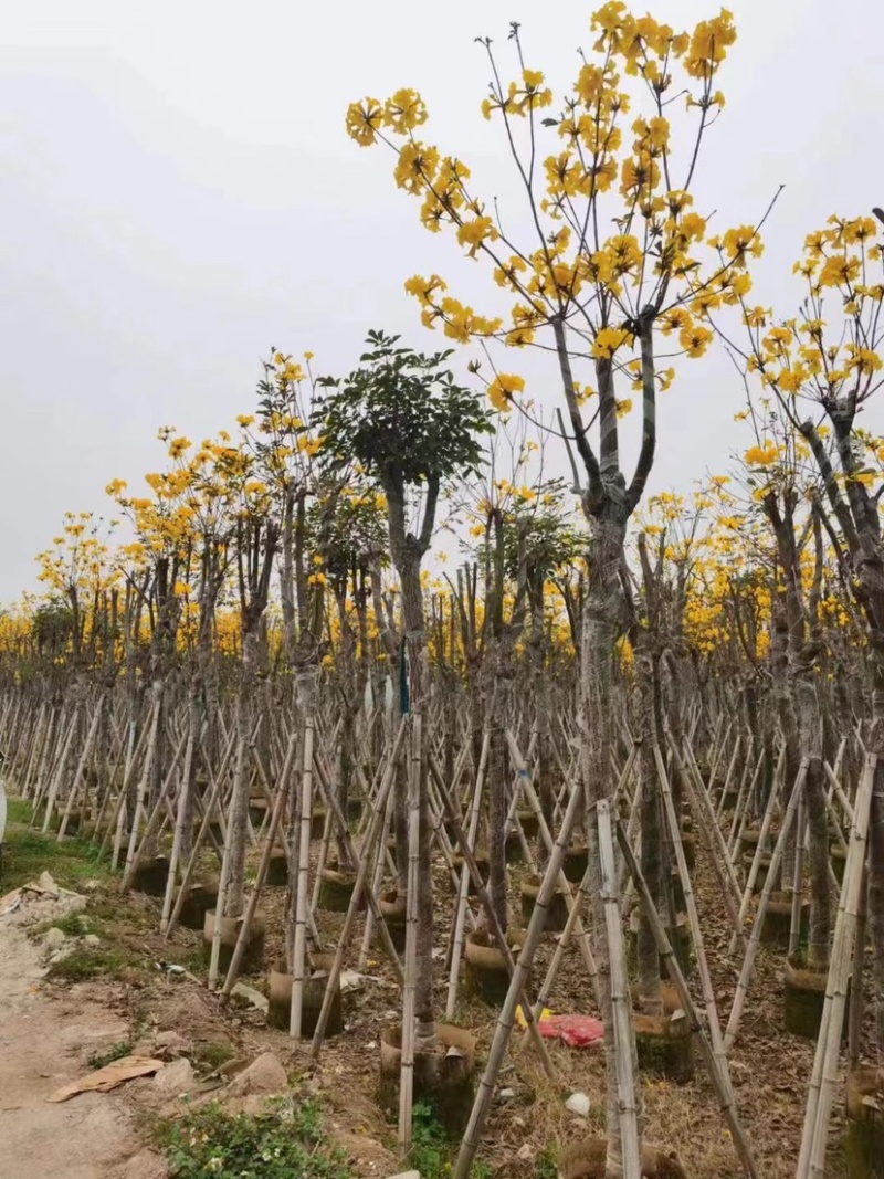 多花/少花黄花风铃木5～15公分基地直销欢迎老板来电