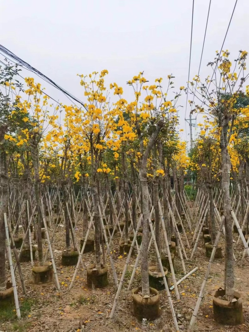 多花/少花黄花风铃木5～15公分基地直销欢迎老板来电