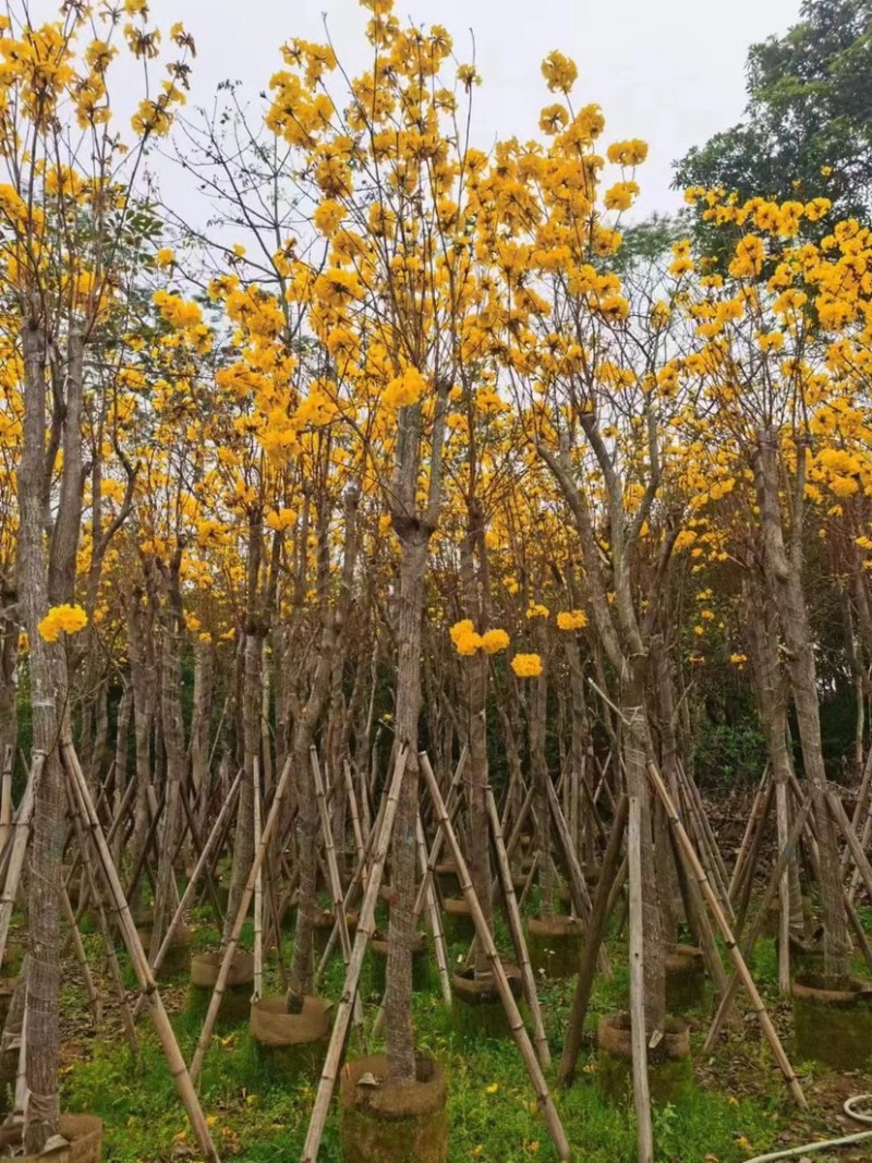 多花/少花黄花风铃木5～15公分基地直销欢迎老板来电