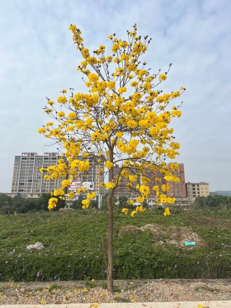 多花/少花黄花风铃木5～15公分基地直销欢迎老板来电