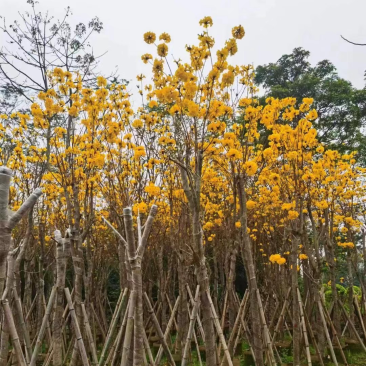 多花/少花黄花风铃木5～15公分基地直销欢迎老板来电
