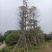 英雄树（本地木棉）基地直销规格齐全欢迎老板前来咨询