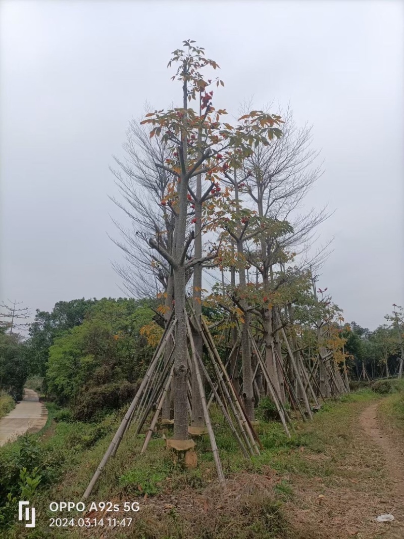 英雄树（本地木棉）基地直销规格齐全欢迎老板前来咨询