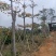 英雄树（本地木棉）基地直销规格齐全欢迎老板前来咨询