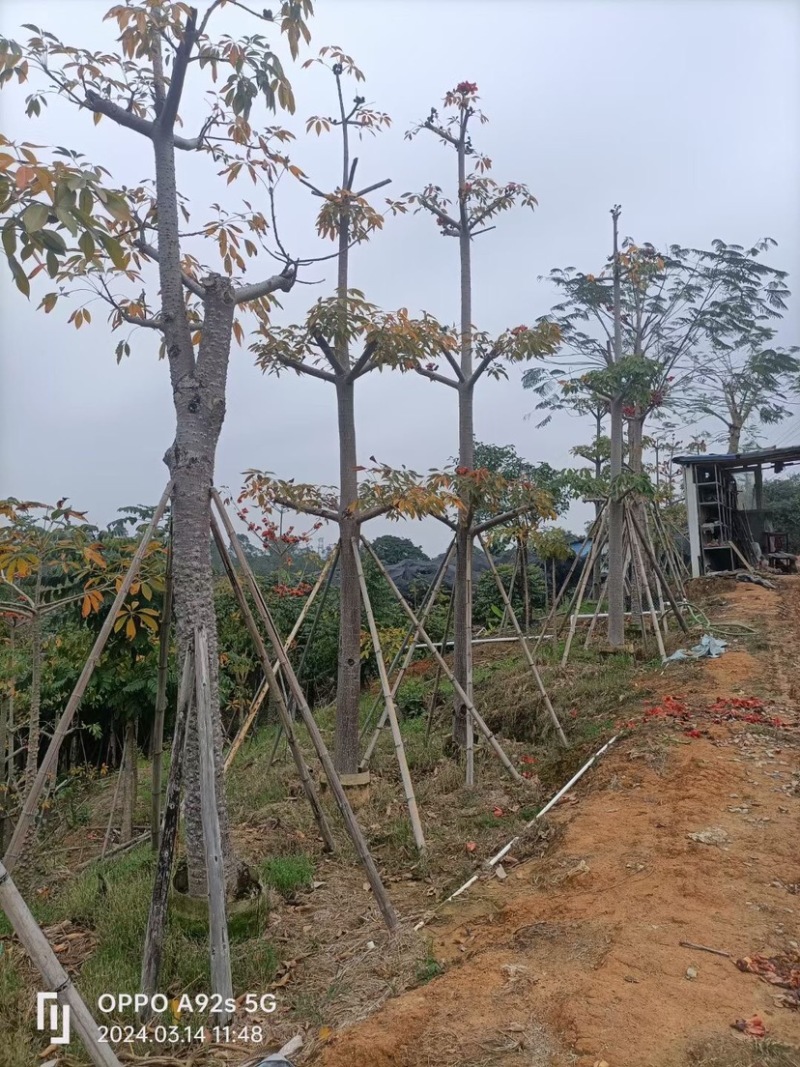 英雄树（本地木棉）基地直销规格齐全欢迎老板前来咨询