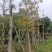 英雄树（本地木棉）基地直销规格齐全欢迎老板前来咨询